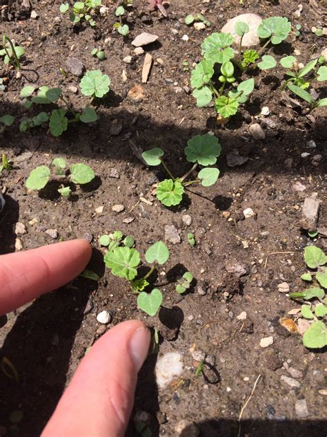 Weeds, weeds and more weeds - From Carrotgal.com