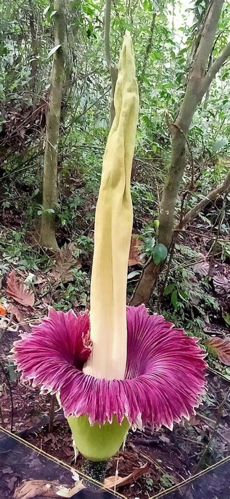 Bunga Amorphophallus Titanum Sumatera Barat Indonesia Bunga Mekar