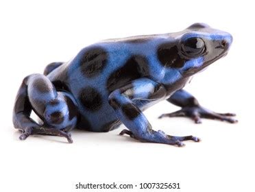 Blue Poison Dart Frog Isolated Royalty Free Images Stock Photos