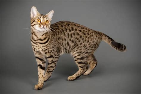 Which Savannah Cat Is the Largest: Get to Know the Large Savannah Cats - MyMoggy