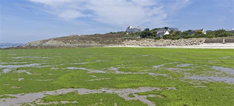 Plus Dalgues Vertes Cet été En Bretagne Alouette 1ère Radio Régionale De France