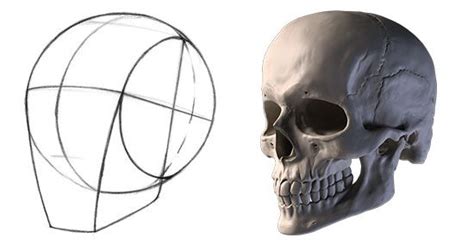 Proko How To Draw The Head From Any Angle Anatomy Drawing Drawing