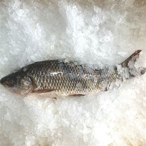 Best Price Frozen Rohu Fish Whole & Sliced Exporters in Vietnam