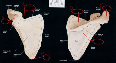 Right Scapula Anterior And Posterior Views Diagram Quizlet