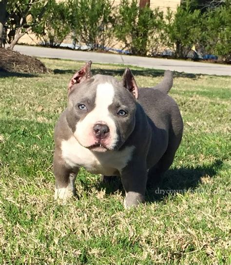 XXL Blue Nose Bullies :: XXL Pitbulls For Sale :: XXL Pitbulll Puppies ...