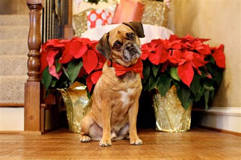 Christmas Puggle Puggle Christmas Animals