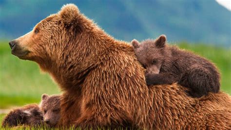 Cuáles son los ANIMALES QUE HIBERNAN lista completa