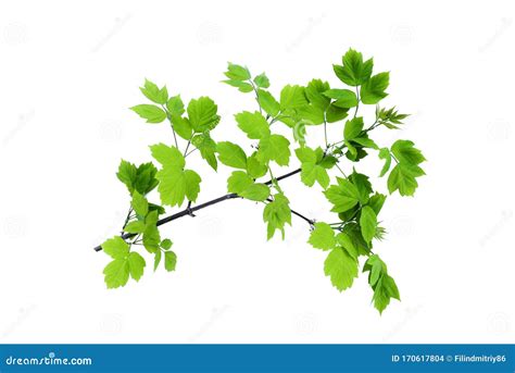 Maple Tree Branch Stock Photo Image Of Lumber Isolated 170617804