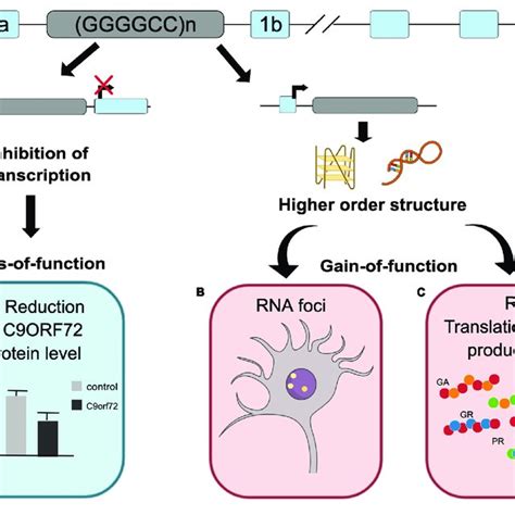 Comparison Between The Single Molecule Properties Of Poly Pr Poly Gr