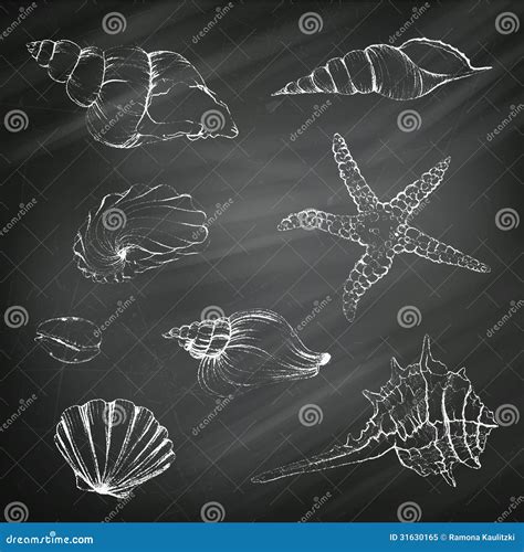 Seashells On A Chalkboard Background Stock Illustration Illustration