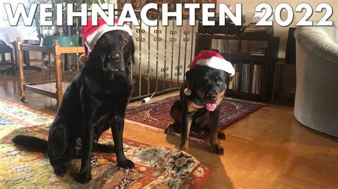 Cedric Der Labrador 191 Weihnachten 2022 YouTube