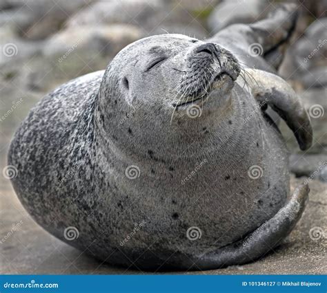 Common seal 3 stock image. Image of fish, population - 101346127