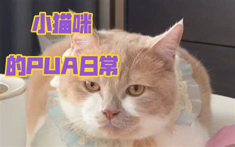 小猫咪这是被pua了吧 哔哩哔哩 Bilibili