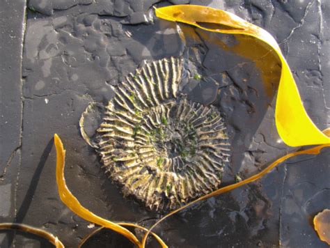 DISCOVERING FOSSILS | Kimmeridge (Dorset)