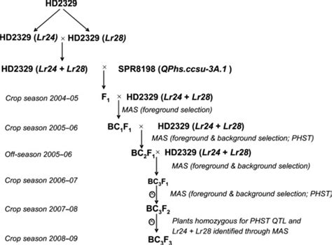 Flow Diagram Showing Steps Involved In Marker Assisted Backcross Download Scientific Diagram