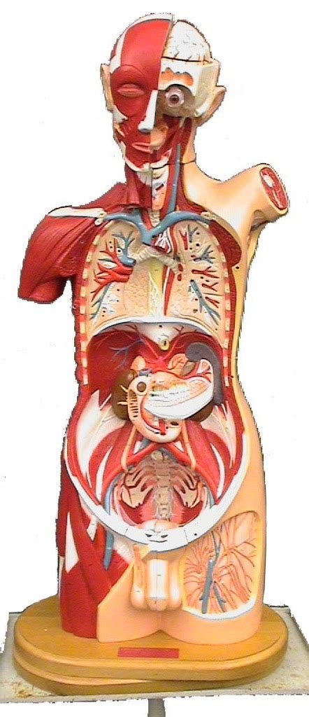 Urinary System Labeling Diagram Quizlet