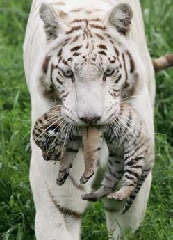 Funny wallpapers|HD wallpapers: cute baby white tigers