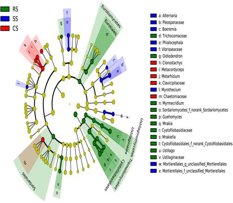 Taxonomic Cladogram Produced From The Lefse Analysis The Phylum