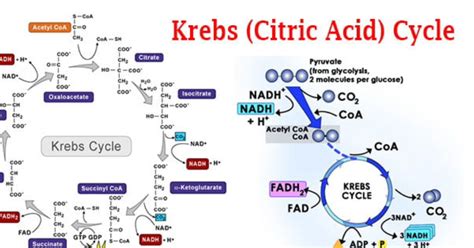 Citric Acid Cycle Products Quiz - By cementcore