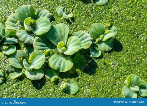 Pistia Stratiotes Swims Among Aquatic Plants Rootless Duckweed