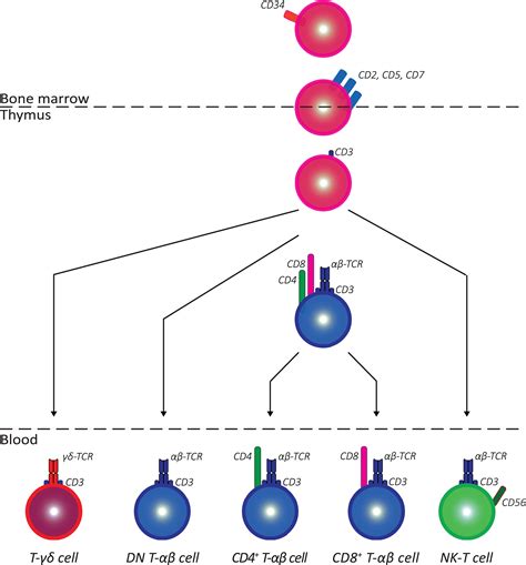 Cd Mature T Cells Telegraph