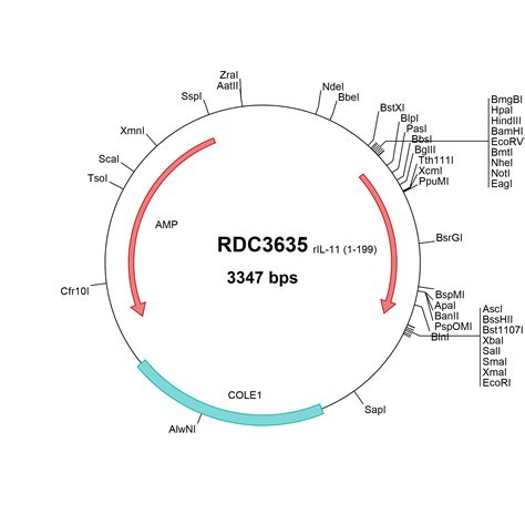 Human Inhibin Beta E Inhbe Np Versaclone Cdna Rdc R D