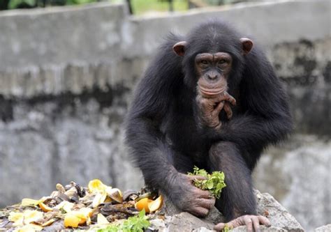 In-gene-ious? Chimps inherit much of their intelligence, study finds ...