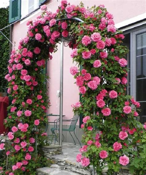 21 Best Thornless Rose Varieties! | Climbing roses, Thornless climbing roses, Thornless roses