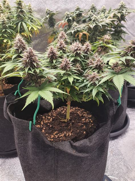 Sweet Seeds Tropicanna Poison F Fast Version Grow Diary Journal