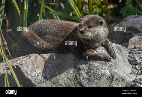 Diverses espèces de faune sauvage au Royaume Uni y compris les