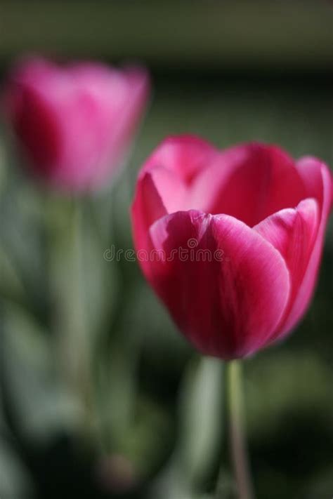 Pink Tulip Stock Image Image Of Green Tulip Garden 13619089