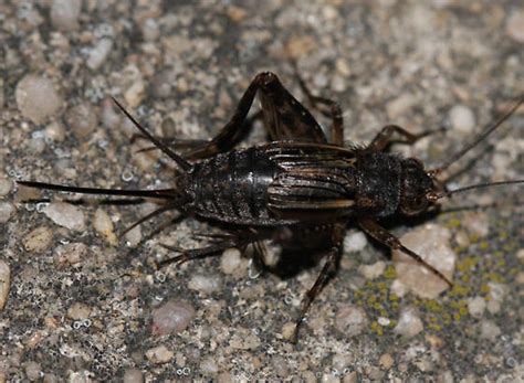 Cricket Allonemobius Fasciatus Bugguidenet