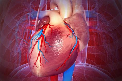 Truncus Arteriozus Causes Symptoms Diagnosis And Treatment Medichimp