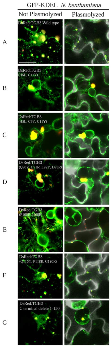 Subcellular Localization And Effects Of Tgb Mutants On Er Structure