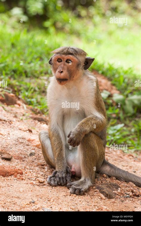 Toque Macaque Monkey Macaca Sinica Sri Lanka Stock Photo Alamy