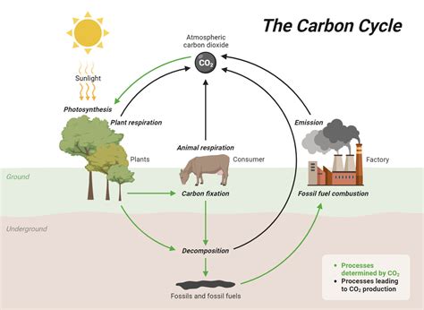 Carbon Fixation Processes Pathways And Implications