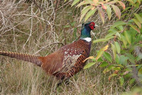 Fasan Jagdfasan Phasianus Colchicus C Armin Dreisbach Flickr