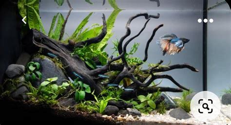 Betta Nano Tank Biotope Aquascapes Pet Supplies Homes Other Pet