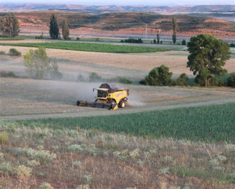 Se Estabiliza El Precio De Los Cereales Agrodigital