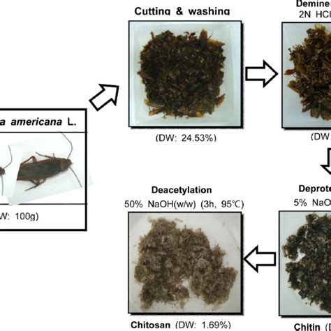 Pdf Extraction Of Chitin And Chitosan From The Exoskeleton Of The