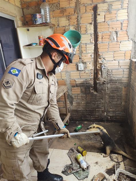 Bombeiros capturam Tamanduá Mirim em residência em Guarantã do Norte