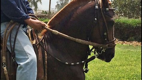 Doma Tradicional Del Caballo Peruano De Paso Etapa De 4 Riendas