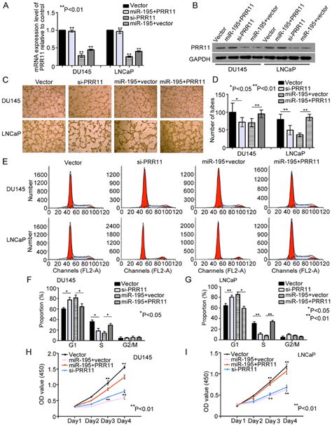 Mir 195 Exerts Its Tumor Suppressive Role By Downregulating Prr11