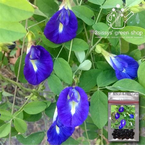 Blue Ternate Clitoria Ternatea Butterfly Tea Buy One Get One Free，50