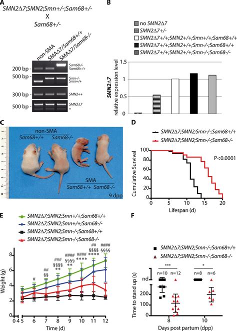 Ablation Of Sam68 Expression Partially Rescues Viability Body Weight