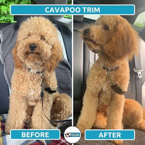 Cavapoo Haircuts: Before & After Grooming Style Photos! | Cavapoo dogs ...