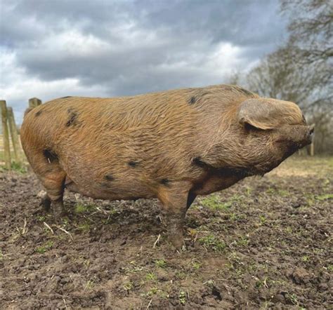 Oxford Sandy Black Pigs Monk Park Farm