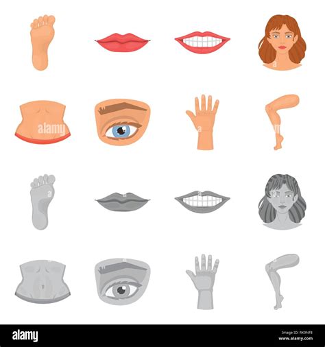 Vector Design Of Body And Part Icon Set Of Body And Anatomy Vector