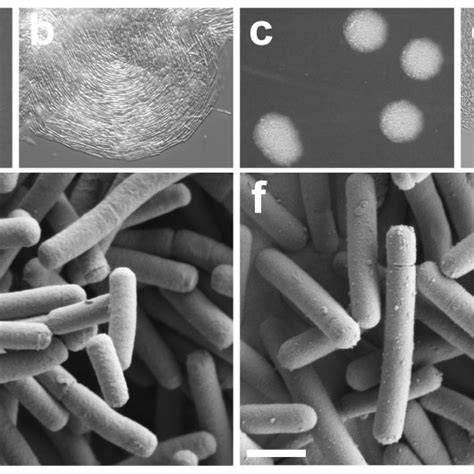 Morphology Of L Johnsonii Wild Type And Spontaneous Mutant