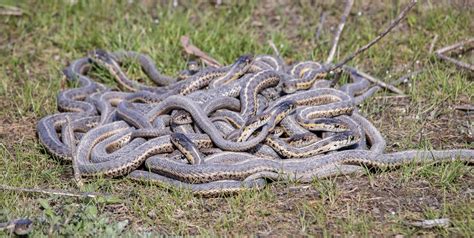 Wandering garter snakes at their den entrance. This was one of two